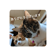 [LINEスタンプ] nyankonoaisatsu