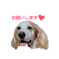 [LINEスタンプ] かるかるとセターズ