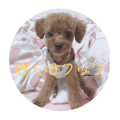 [LINEスタンプ] ぼくはクック