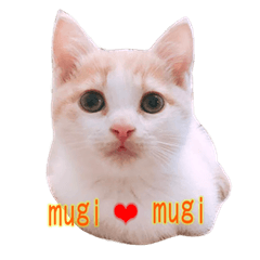 [LINEスタンプ] まんちかんのこむぎ