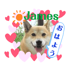 [LINEスタンプ] ミックス犬ジェームス