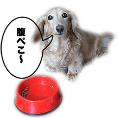 [LINEスタンプ] 愛犬ルーのスタンプ