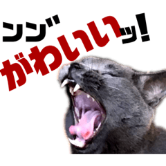 [LINEスタンプ] 猫のにゃーすけとぼのときんとおととホプ