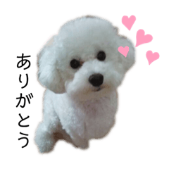 [LINEスタンプ] 犬がいる暮らし2