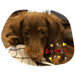 [LINEスタンプ] ライム！ライム！