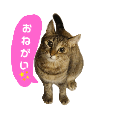 [LINEスタンプ] Huajiao the cat