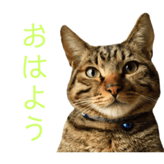[LINEスタンプ] 可愛いフィガロ