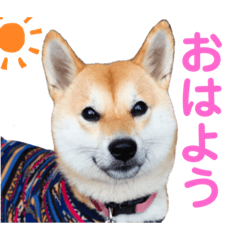 [LINEスタンプ] 柴犬ライラ