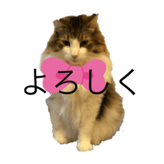 [LINEスタンプ] ノル男2