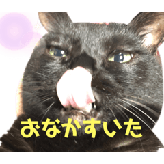 [LINEスタンプ] 黒猫はーちゃんすたんぷ