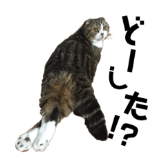 [LINEスタンプ] 猫のルンちゃんスタンプです！