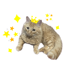 [LINEスタンプ] くぅスタンプ‪‪☺︎‬