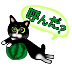 [LINEスタンプ] 白黒猫(ポンポンしっぽ)の見易い日々の会話