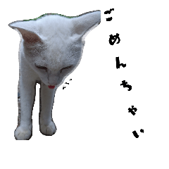 [LINEスタンプ] 色々な表情の白ねこ 普段使いの言葉