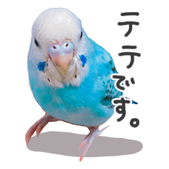 [LINEスタンプ] インコのテテちゃん