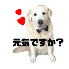 [LINEスタンプ] 我が家のダンボ