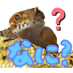[LINEスタンプ] 可愛い蜥蜴スタンプ♬︎♡