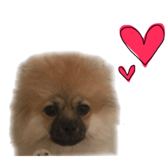 [LINEスタンプ] ポメラニアンとマルプー☆日常スタンプ