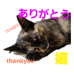 [LINEスタンプ] サビ猫ハピのスタンプ。