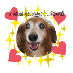 [LINEスタンプ] おいら。ココナツ！！