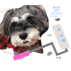 [LINEスタンプ] 今日の❤️ワンコ8〜励まし