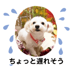 [LINEスタンプ] ぴめちんスタンプ❤️4