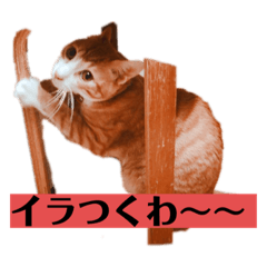 [LINEスタンプ] ロジカルに詰めてくる戦略猫 ニャース第2弾