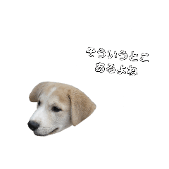 [LINEスタンプ] 犬と猫とメロンのスタンプ