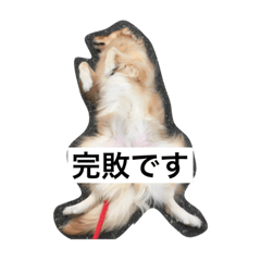 かわいい♡ゴールデンレトリバー