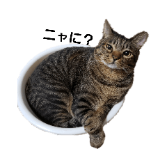[LINEスタンプ] おデブな猫