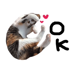 [LINEスタンプ] 縞三毛ふうちゃんNo.2