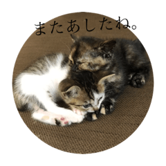 [LINEスタンプ] おこげとこはくのきもち。