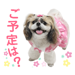 [LINEスタンプ] シーズー小豆 7
