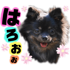[LINEスタンプ] 田中家LINEスタンプ第二弾‼️ポメ ダックス
