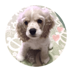 [LINEスタンプ] ノエルさんスタンプ