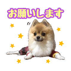 [LINEスタンプ] ポメラニアン★だいふく