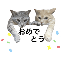 [LINEスタンプ] 兄弟猫 こたしん②