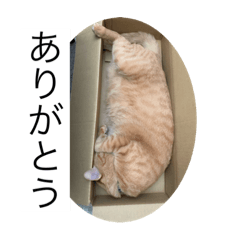 うちのNYANKO 6 先輩に使える