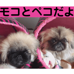 [LINEスタンプ] モコペコ❤️