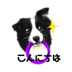 [LINEスタンプ] ボーダーコリー Andyとおしゃべり♬
