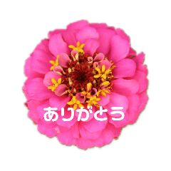 [LINEスタンプ] 実写お花スタンプ