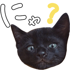 [LINEスタンプ] 黒猫のひじきです。の画像（メイン）