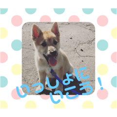 [LINEスタンプ] 子犬(柴犬)写真 スタンプ