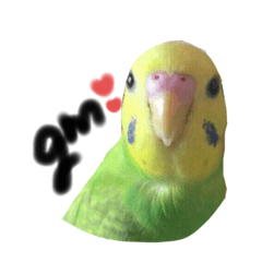 [LINEスタンプ] ぴよとぴい