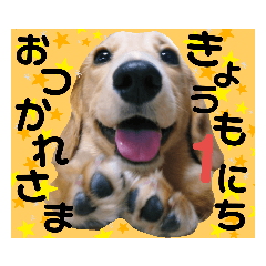 [LINEスタンプ] ダックスだいすきスタンプ♪