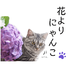 [LINEスタンプ] ちょっと上から目線 たむちゃんスタンプ