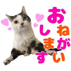 [LINEスタンプ] おっとりマンチカンブラザーズ