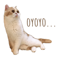 [LINEスタンプ] ちっちすたんぷ①
