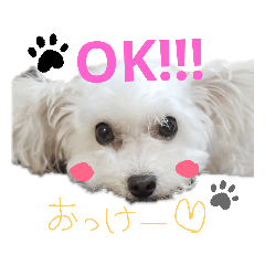 [LINEスタンプ] チワプーモコの1日～ver2～
