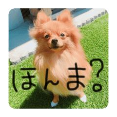 [LINEスタンプ] ポメラニアンのいる毎日